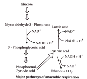 RESPIRATION IN PLANTS-FERMENTATION-MAJOR PATHWAY OF ANAEROBIC RESPIRATION