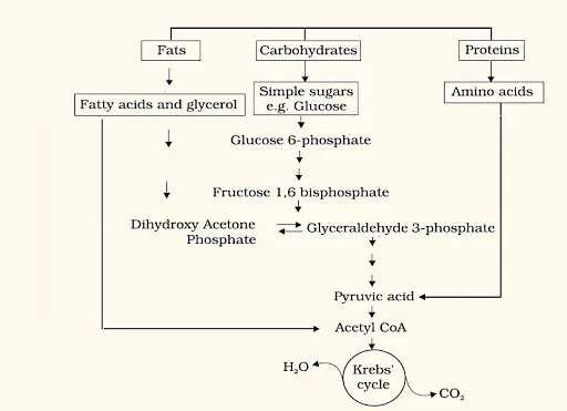 RESPIRATION IN PLANTS-AMPHIBOLIC PATHWAY-INTERRELATION AMONG METABOLIC PATHWAY