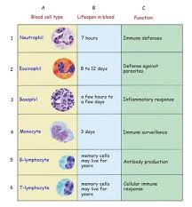 BODY FLUIDS AND CIRCULATION TYPES OF WBC'S