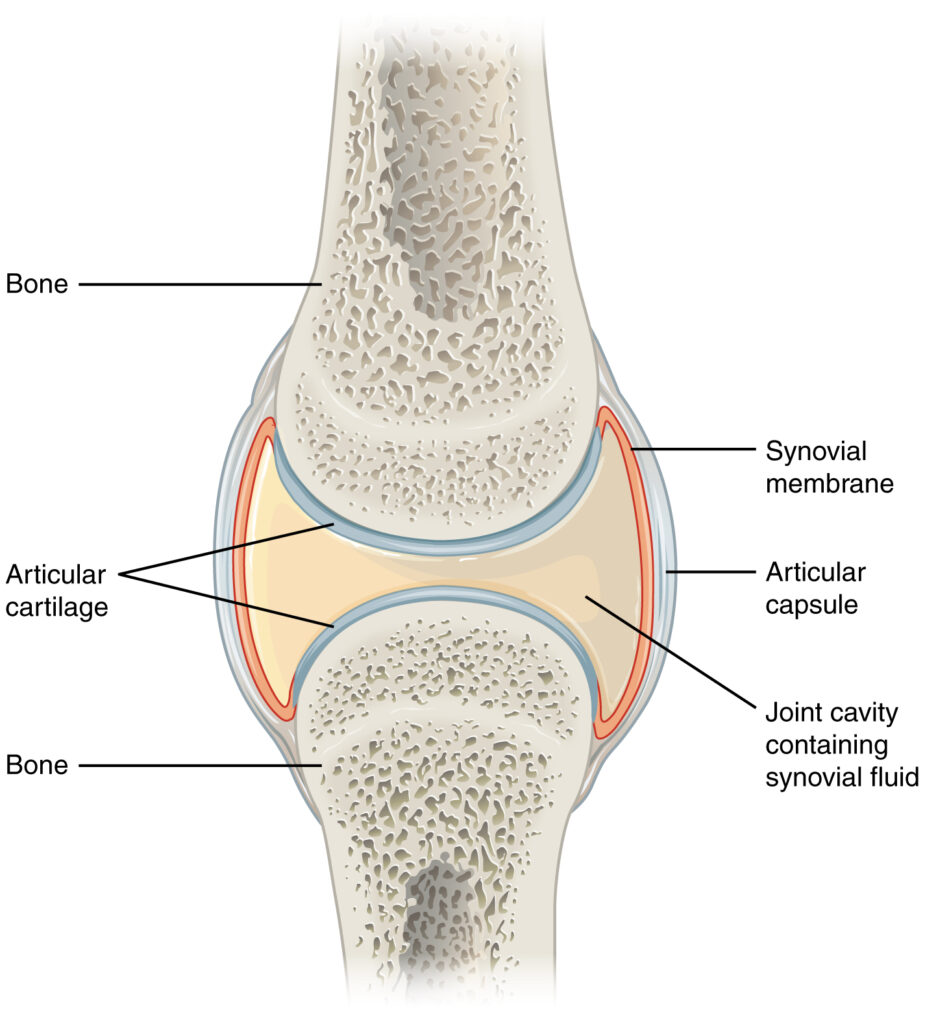 joints of human body- A typical synovial joint