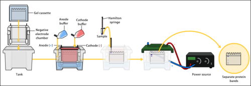 BIOTECHNOLOGY: PRINCIPLE AND PROCESSES-AGAROSE