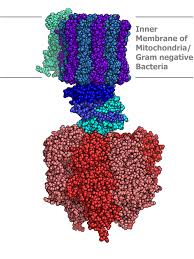 mitochondria ATP synthesis