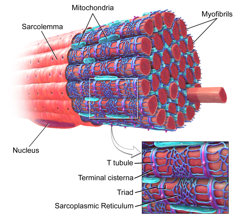 Golgi Apparatus CISTERNAE