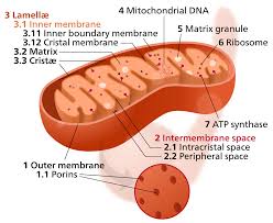 mitochondria Cristae