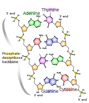 BIOTECHNOLOGY:PRINCIPLE AND PROCESSES-dna