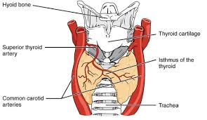 thyroid gland- Diagrame view of position of thyroid (a) ventral side