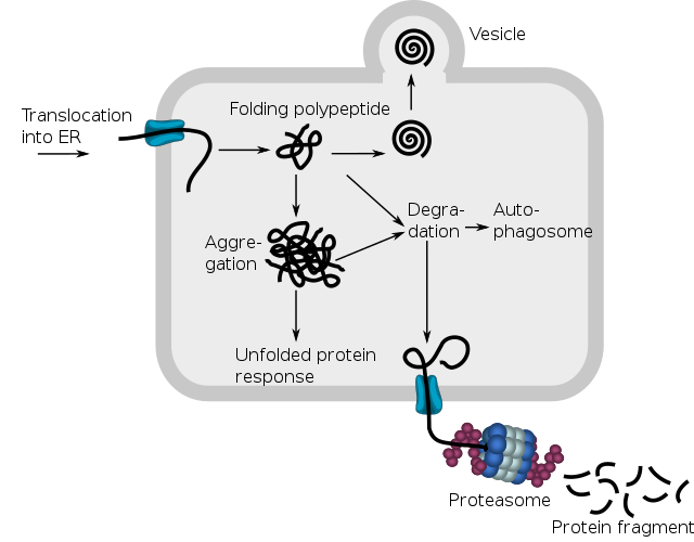 FUNCTION OF ENDOPLASMIC RETICULUM