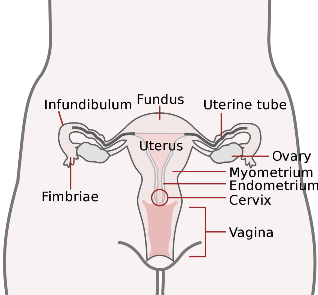 HUMAN REPRODUCTION-FIMBRIAE