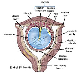 HUMAN REPRODUCTION-HUMAN FOETUS WITHIN THE UTERUS