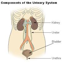 kidneys Human Urinary System