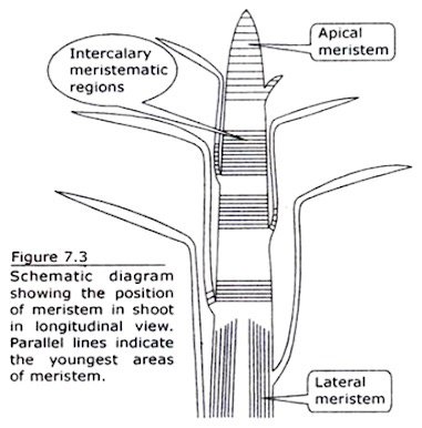 CELL WALL- MERISTEMATIC