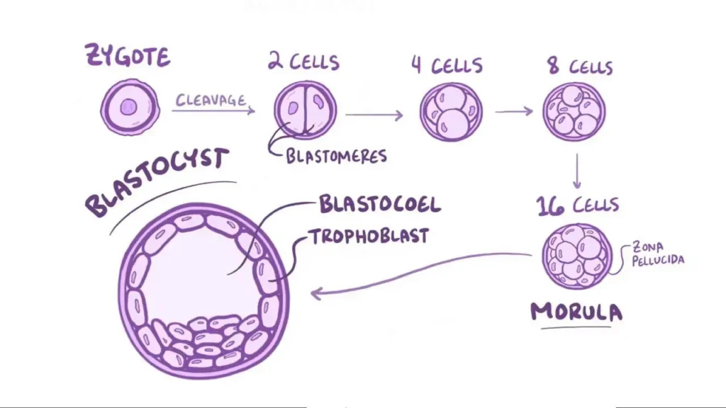 HUMAN REPRODUCTION- MORULA