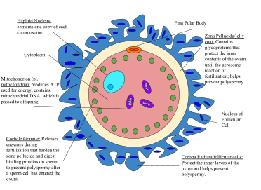 HUMAN REPRODUCTION-OVUM SURROUNDED BY FEW SPERMS