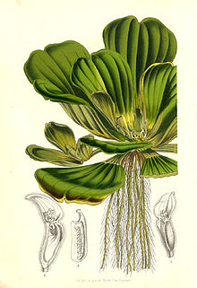 The stem offsets pistia