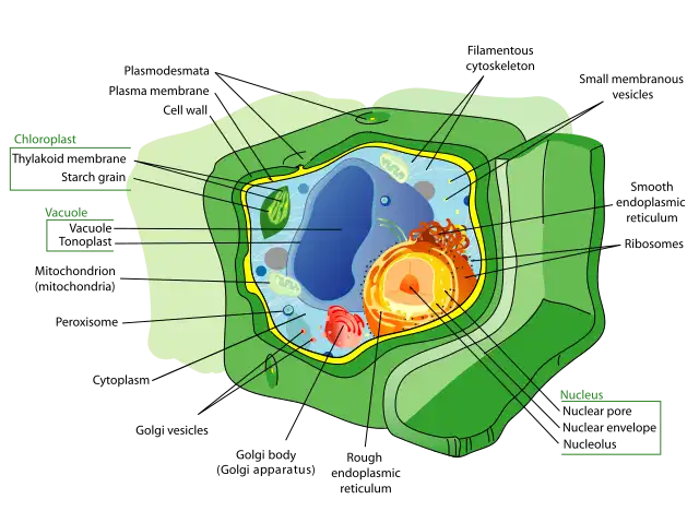 CELL WALL- DIAGRAM OF PLANT CELL WALL