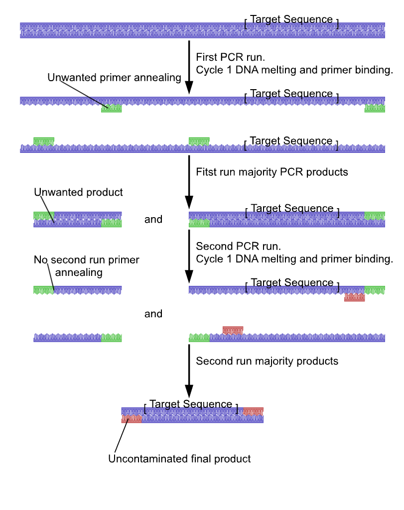 BIOTECHNOLOGY:PRINCIPLES AND PROCESSES-POLYMERASE CHAIN REACTION