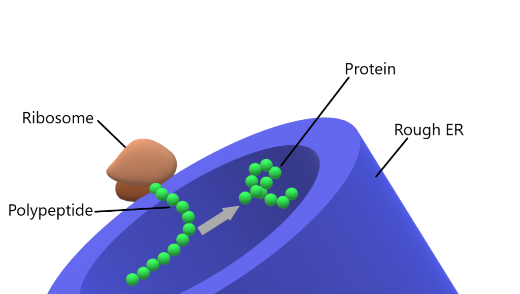 FUNCTION OF ENDOPLASMIC RETICULUM-ROUGH ENDOPLASMIC RETICULUM