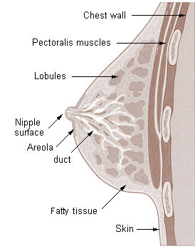 HUMAN REPRODUCTION-SECTIONAL VIEW OF MAMMARY GLAND