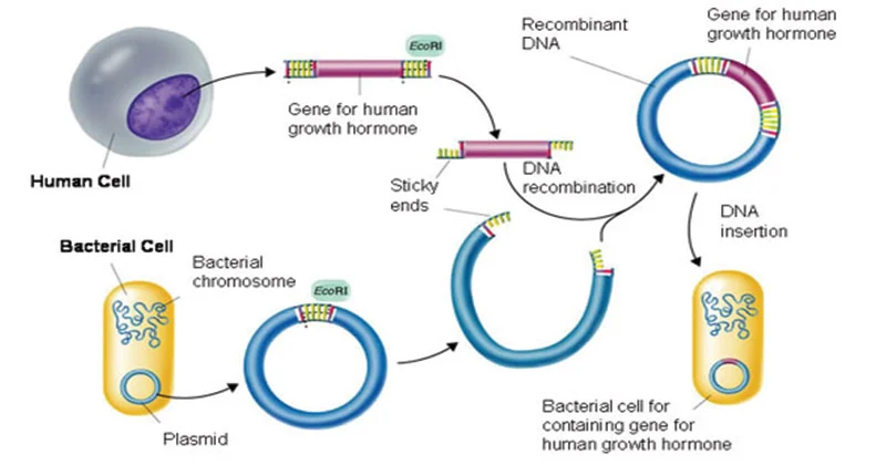 BIOTECHNOLOGY: PRINCIPLE AND PROCESSES-STEPS OF FORMATION OF rDNA