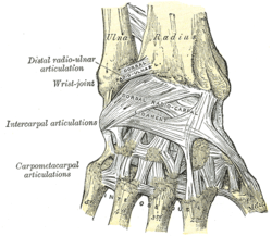 joints in human body-Saddle joint