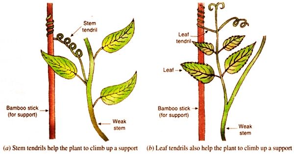 The stem-Stem tendrils cucurbits