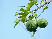 The stem-Stem thorns citrus