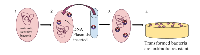 BIOTECHNOLOGY: PRINCIPLE AND PROCESSES-TRANSFORMANTS