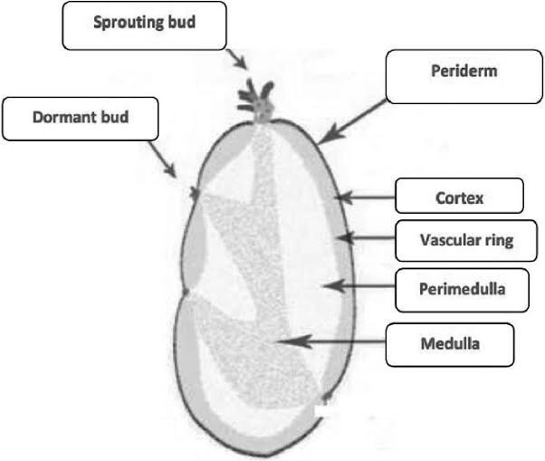 The stem-Tuber of potato