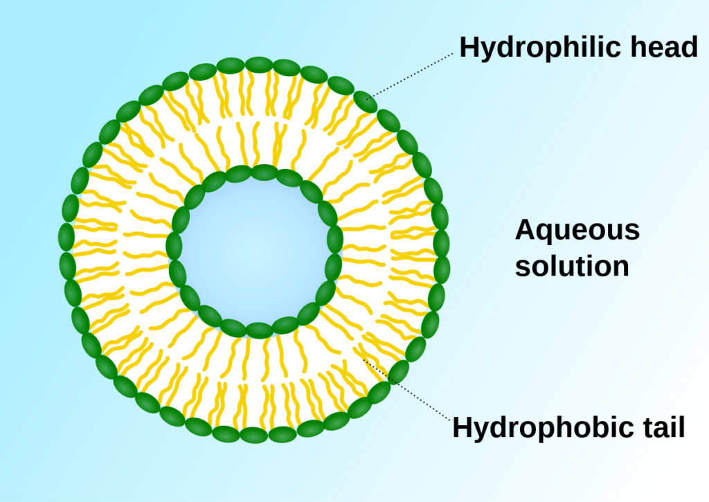 GOLGO APPARATUS-VESICLES