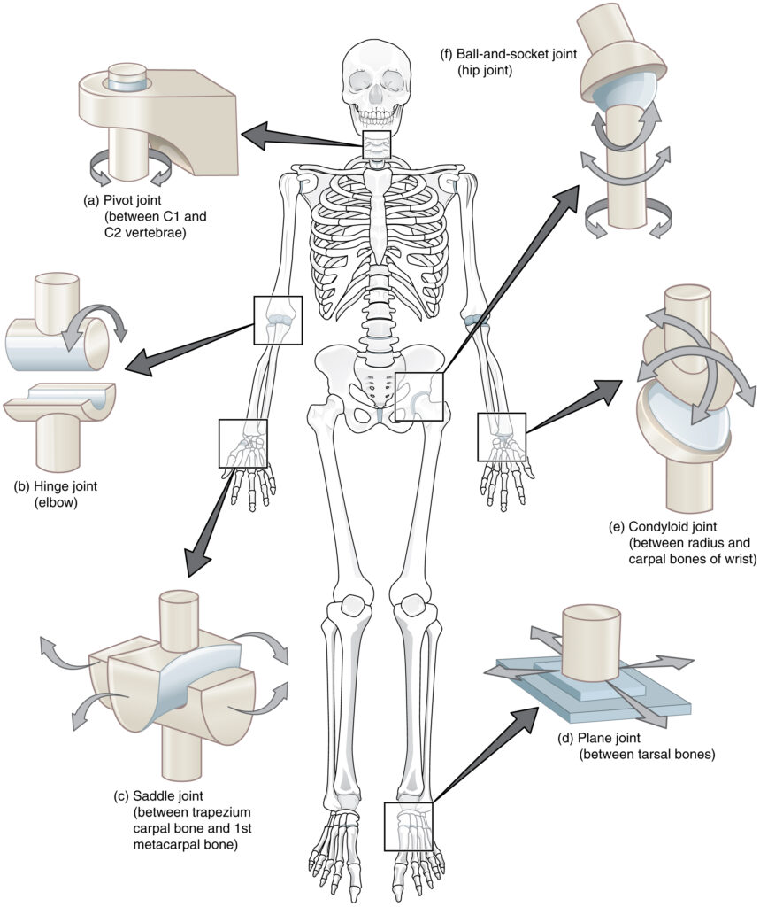 joints in human body-Various types of synovial joints