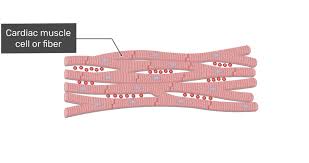 muscles- cardiac muscle