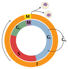 meiosis cell cycle pie chart