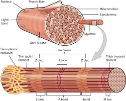 muscle-cross section view of muscle showing muscle bundle and muscle fibres