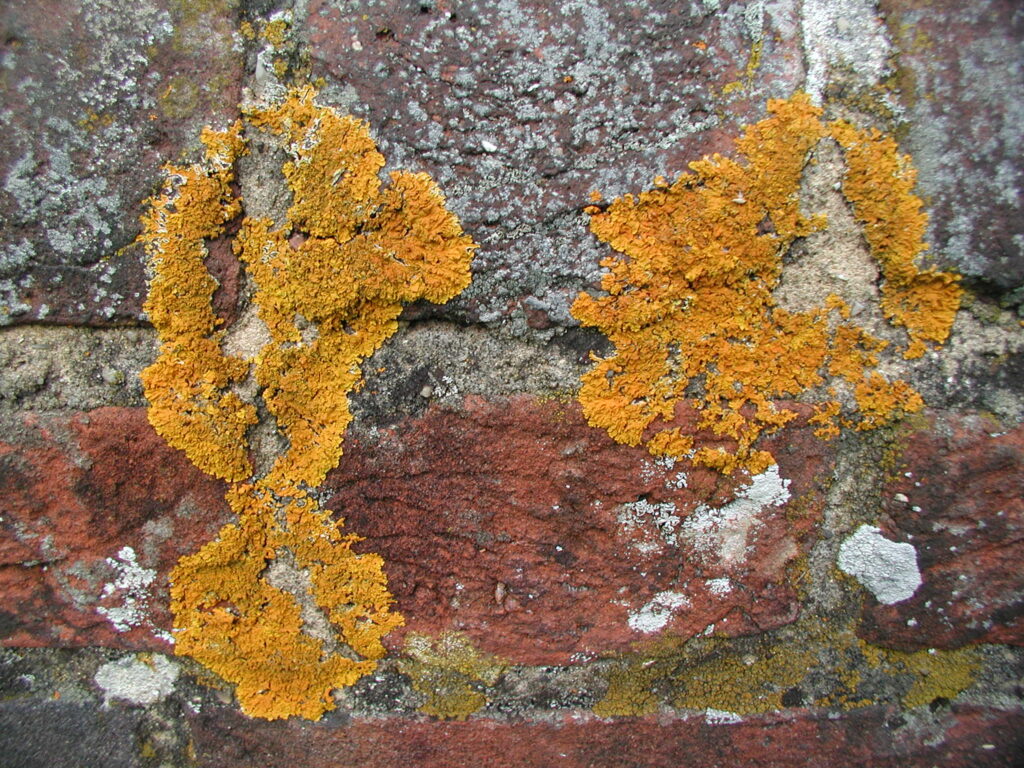 lichen