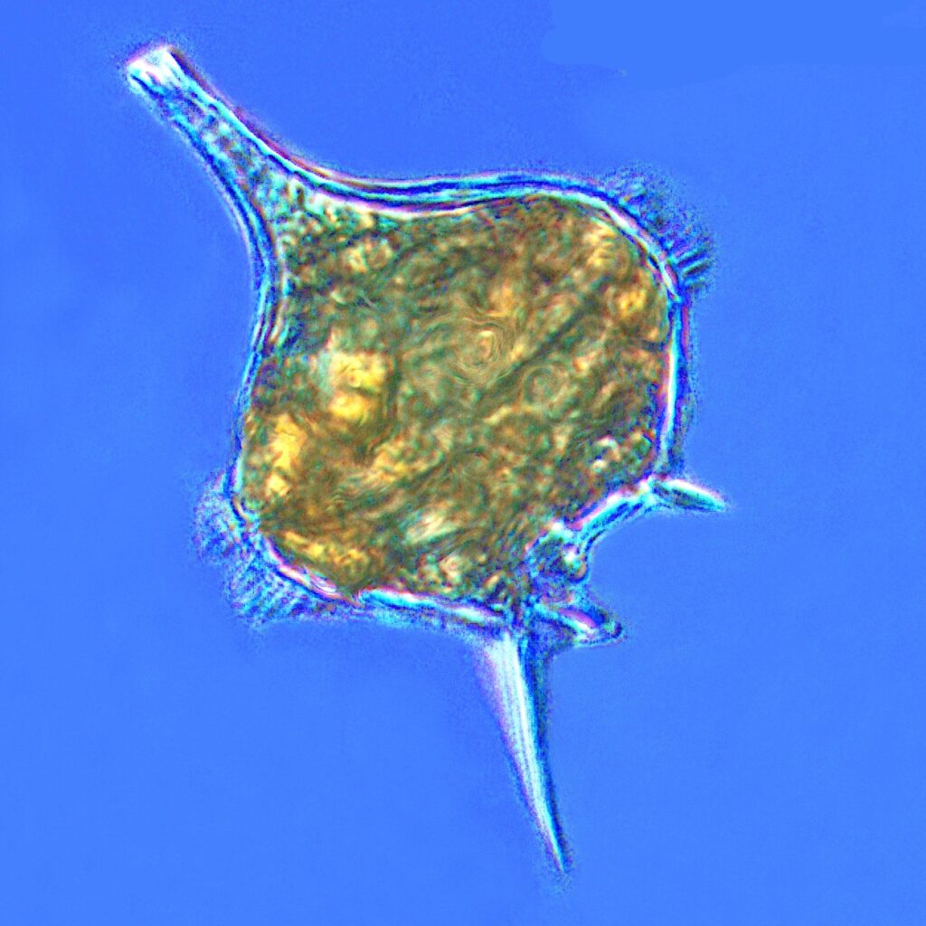 protista- dinoflagella