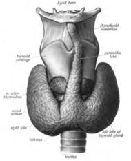 thyroid glands -- dorsal side