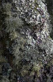 lichen