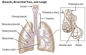 respiratory sytem lungs