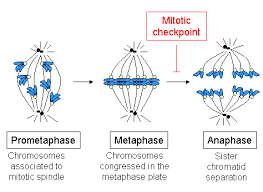 mitosis A metaphase chromosome with kinetochore joined by soindle microtubules