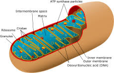 mitochondria