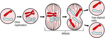 mitosis