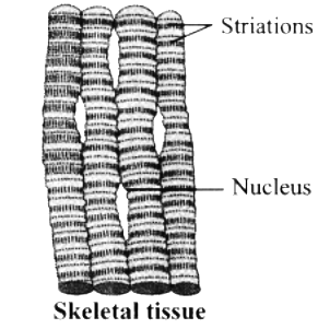 muscle - skeletal (striated) muscle tissue