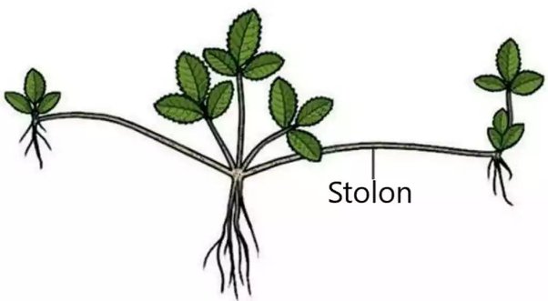 The stem stolon