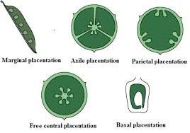 The flower- types of placentation