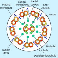 plastids ultrastructure of a Flagellum in Cross-section