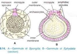 porifera A gemmule