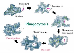 Asexual reproduction-Binary fission in Amoeba