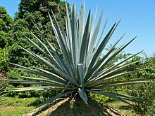 Asexual reproduction-Bulbil of Agave