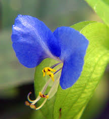 pollination Commelina