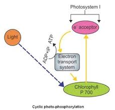 photosynthetic unit Cyclic photophosphorylation